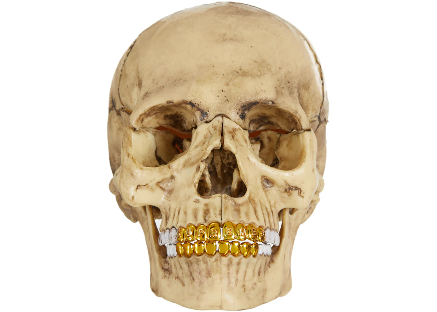 Supreme 4D Model Human Skull Natural -1